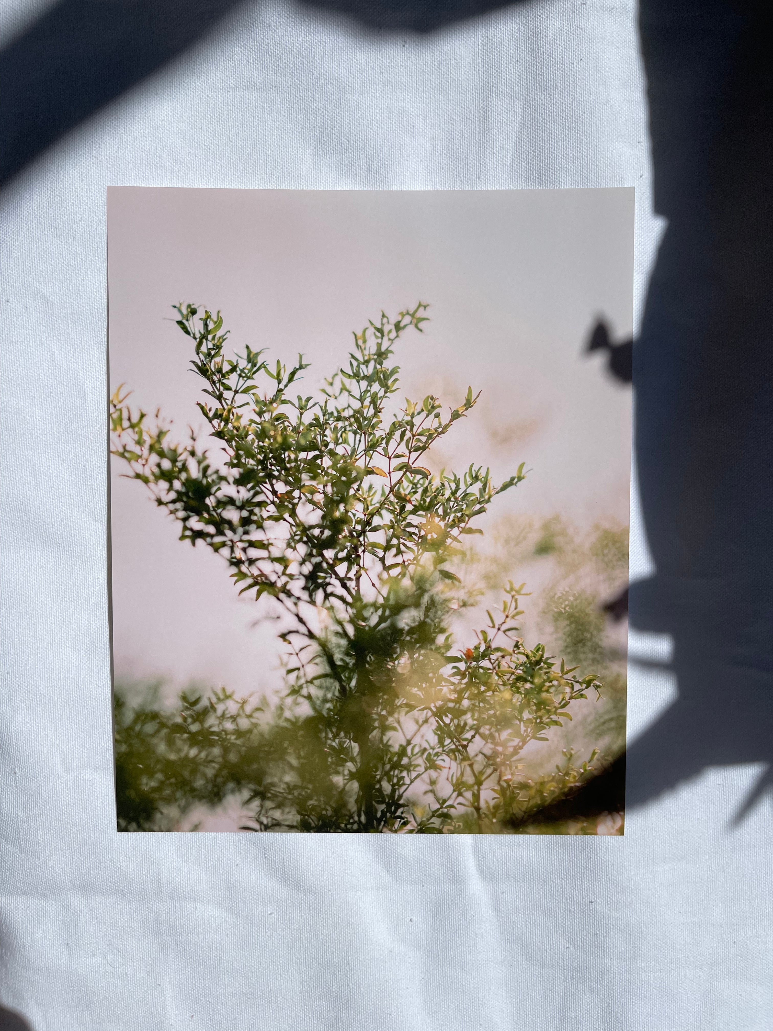 sonoran desert art prints | multiple options