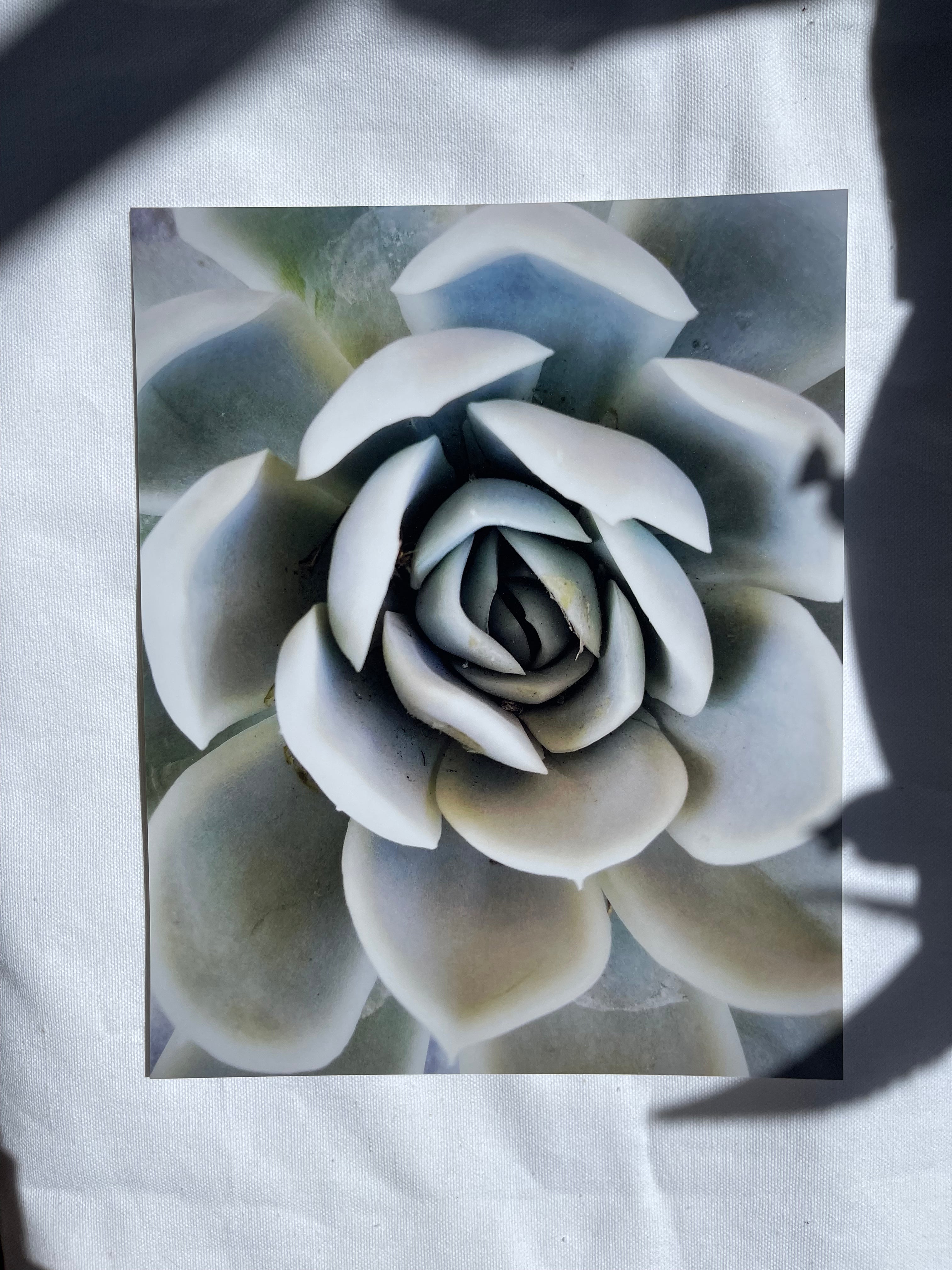 sonoran desert art prints | multiple options