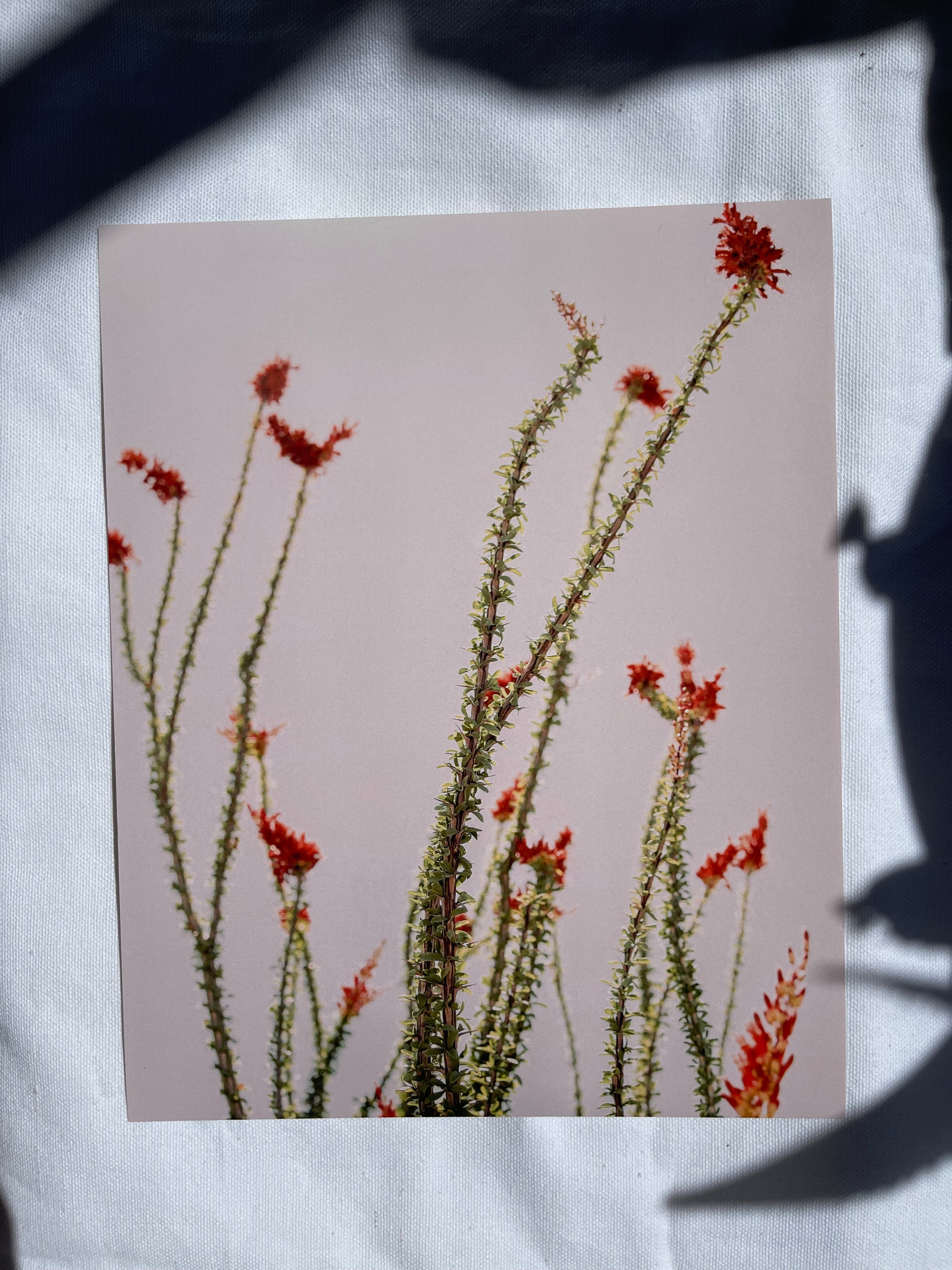 sonoran desert art prints | multiple options