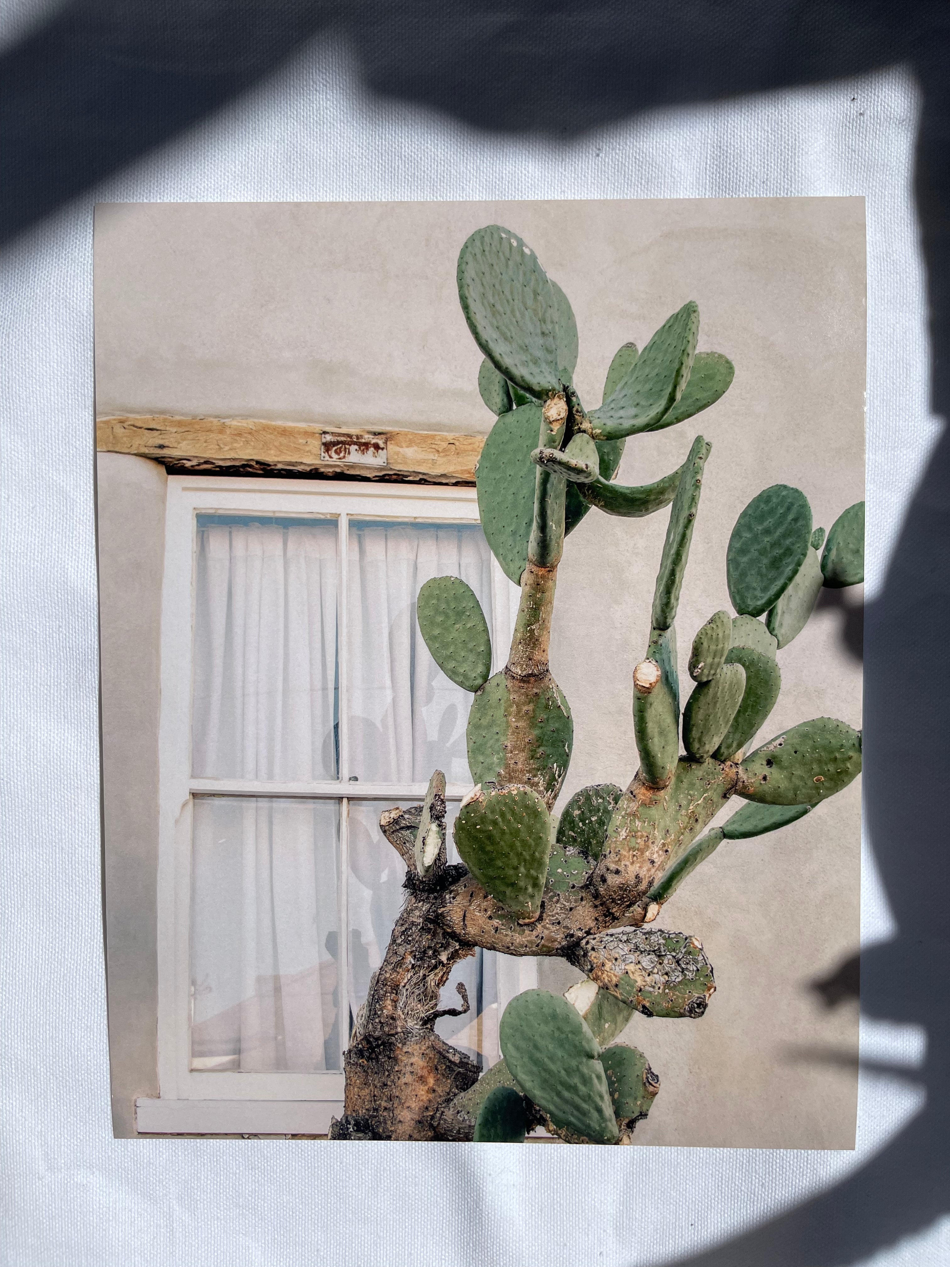 sonoran desert art prints | multiple options