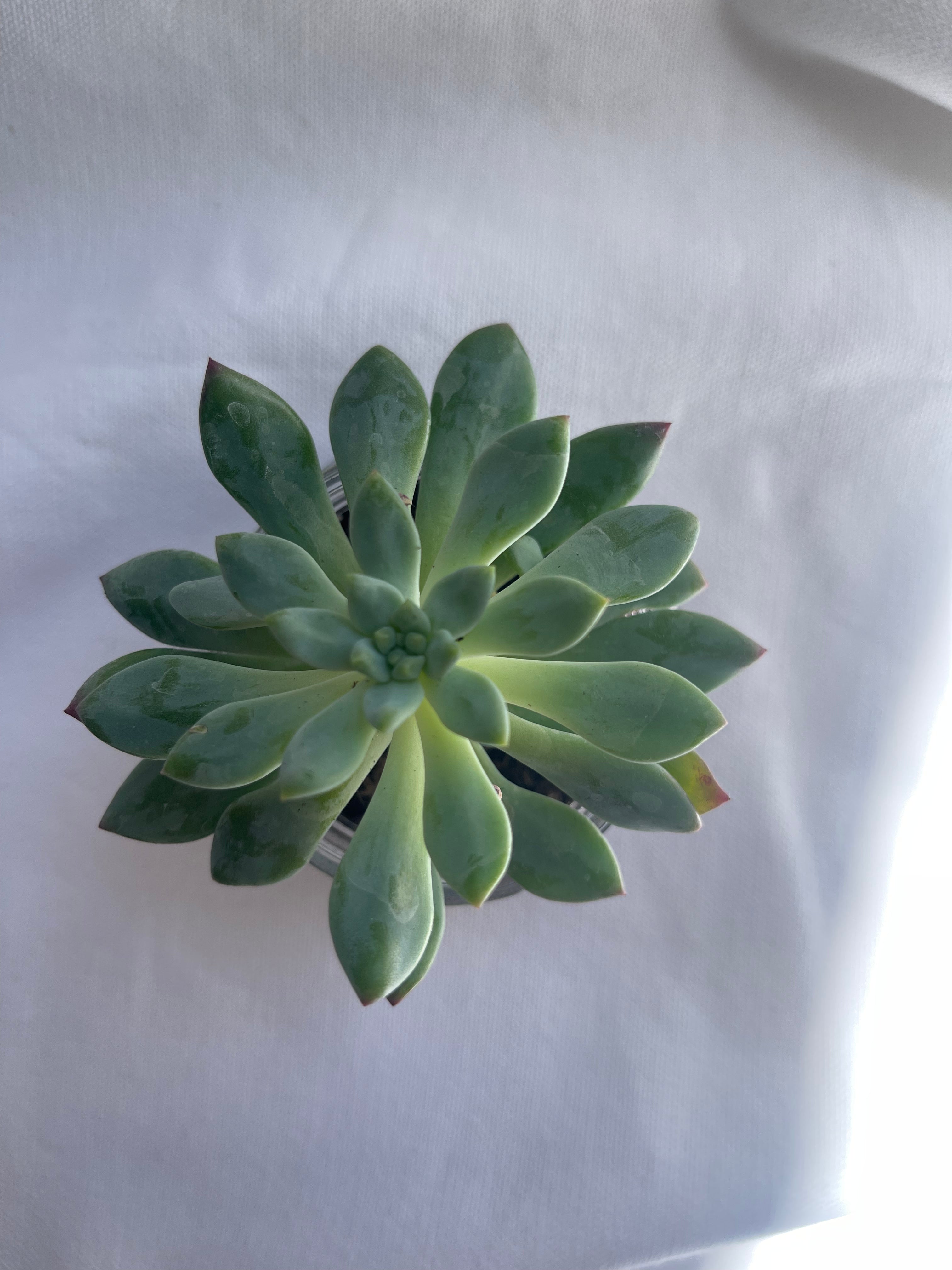 light of mine gift box