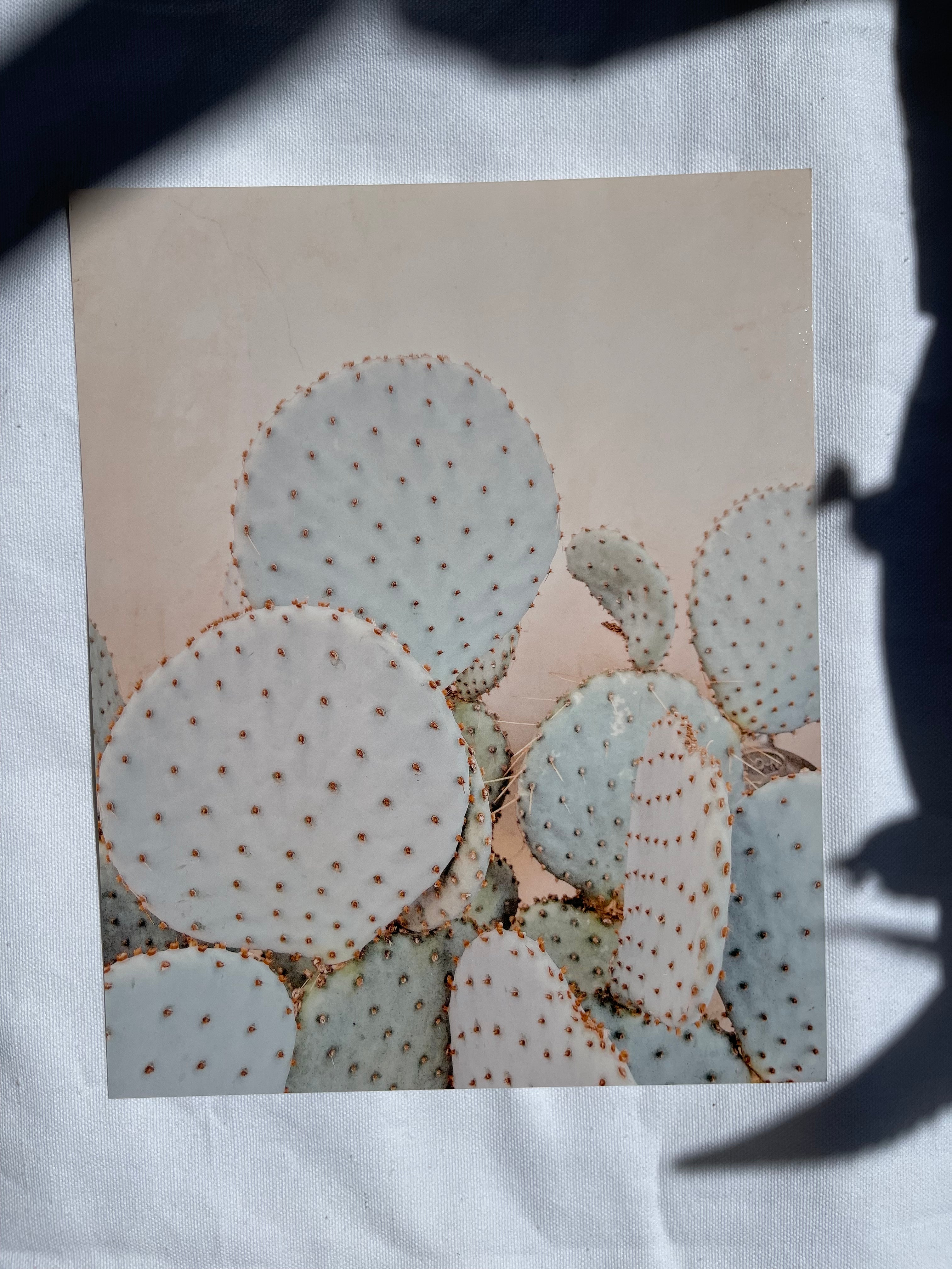 sonoran desert art prints | multiple options